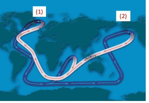 <p>winds at surface cause evaporative cooling → evaporates out the water so that the molarity of salt increases → makes water denser → cold water sinks to the bottom in antarctica and greenland (1) → reaches the bearing strait (2) and current slows and warms → becomes less dense → flows to surface → repeats</p>