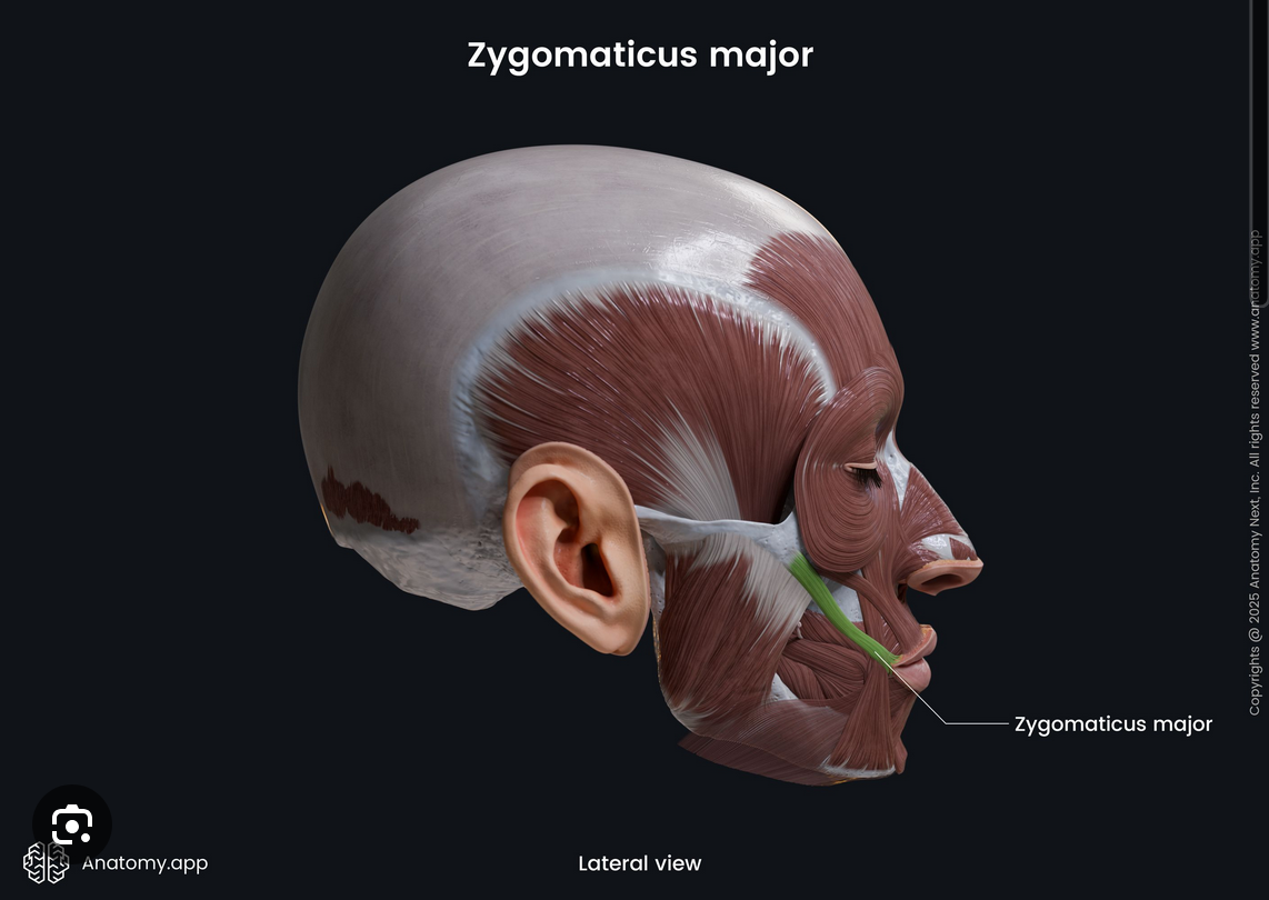 <p>zygomaticus major</p>