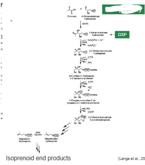 <p>Pathway to poroduce isoprenoid lipids in bacteria</p><p>No HMG-CoA reductase</p><p>Has Deoxy-xylose-phosphate (DXP) intermediate </p>