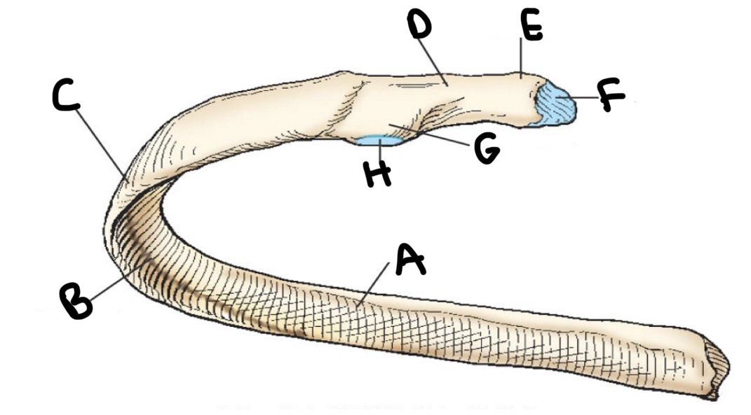 <p>g?</p>