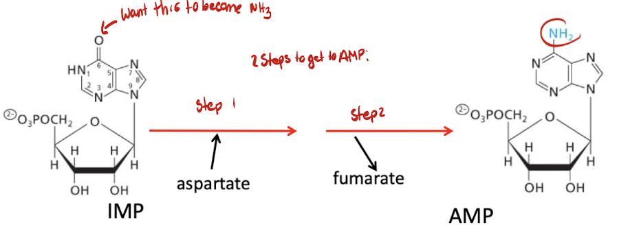 <p>IMP → AMP requires an amino group to be added on Carbon 6 of IMP</p><p>2 reactions required:</p><ol><li><p>Aspartate in → donates amino group to another molecule</p></li><li><p>Fumarate out</p></li></ol><p></p>