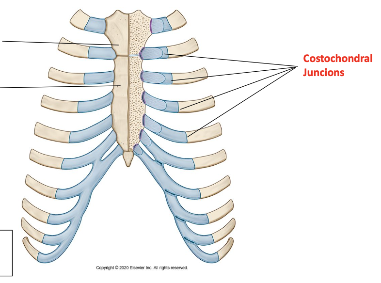 <p>Primary cartilaginous joints</p>