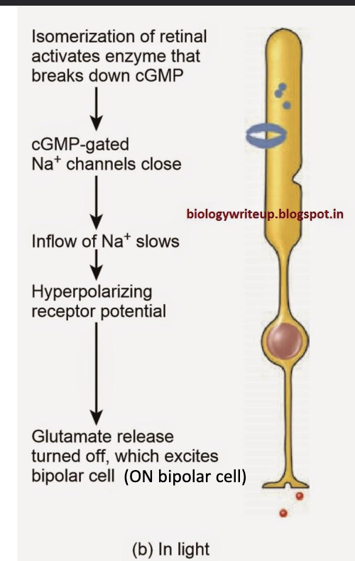 <ul><li><p>Isomerization of RETINAL activates enzymes that break down cGMP </p></li><li><p>cGMP-gates Na+ channels close </p></li><li><p>Inflow of Na+ slows </p></li><li><p>HYPERPOLARIZING receptor potential </p></li><li><p>GLUTAMATE release is turned off, which excites the BIPOLAR cell (ON bipolar cell) </p></li></ul><p></p>