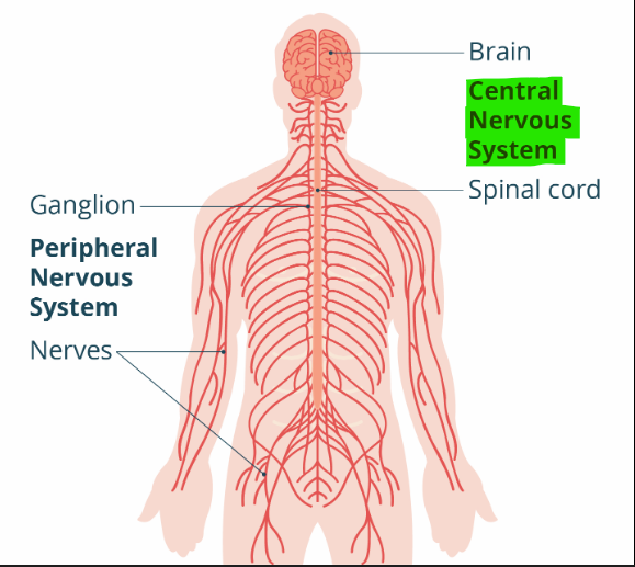 <p>Central nervous system (CNS) </p>