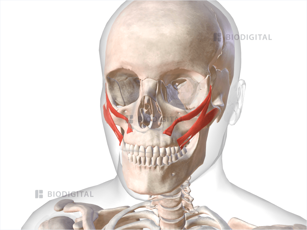 <p>Zygomaticus (major and minor)</p>