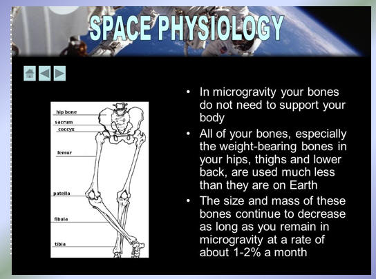 <p>Evidence for Wolff’s Law (cont)</p>