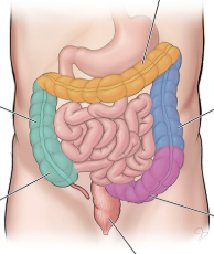 <p><span style="font-family: Calibri, sans-serif;">Sigmoid colon</span></p>