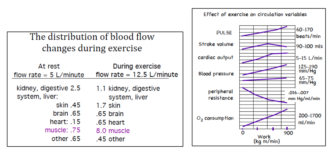 <p>Graphs/data regarding how the distribution of blood flow changes during exercise. </p><p></p><p>(Note: <em>It is possible to change flow rate</em> by changing heart output or resistance. Complicating the big picture is that flow does not need to increase across the entire body for every given action. Flow may be increased in the muscles, while being decreased in the digestive system)</p>