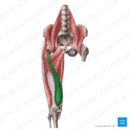 <p>extension of the knee</p><p>Origin: medial lip of linea aspera</p><p>Insertion: tibia tuberosity</p>