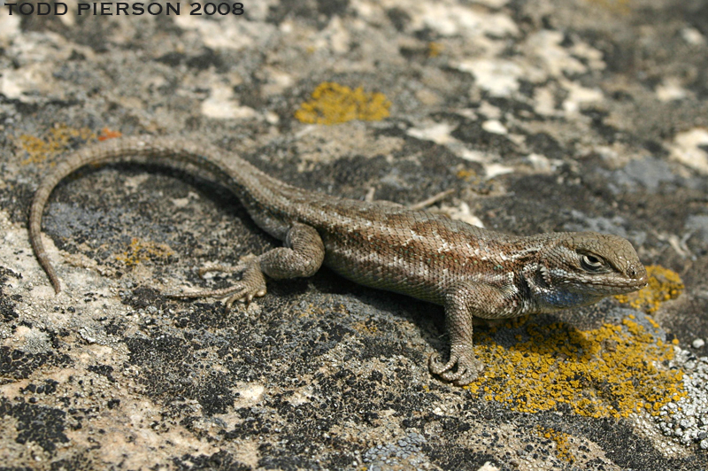 <p>Phrynosomatidae<br>Sceloporus graciosus<br>Sagebrush Lizard</p>