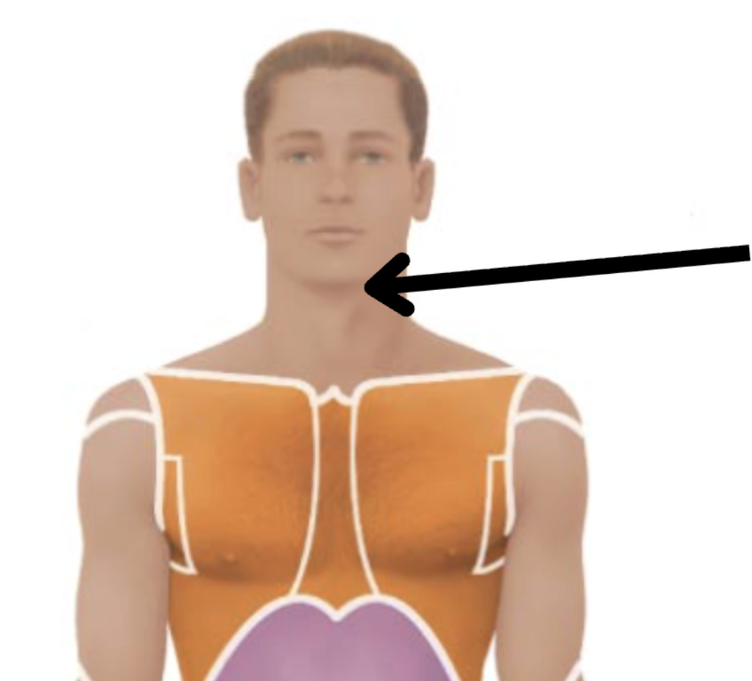 <p>Medical term, region, anteiror/posterior?</p>