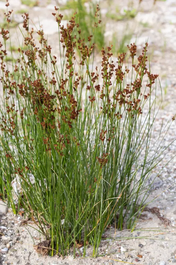 <p>round, small fruits on side</p>