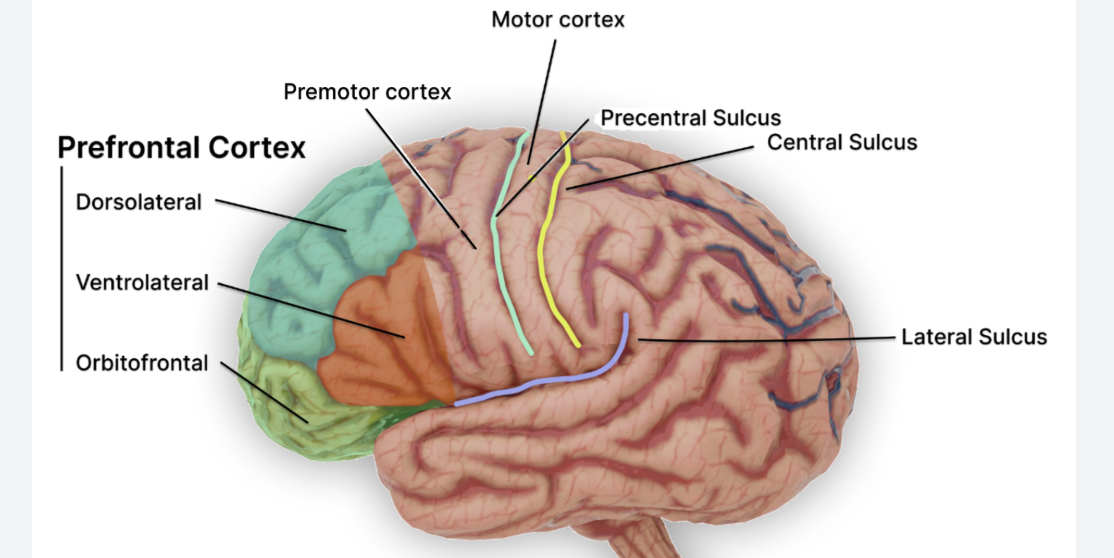 <p>Indebærer: Lateral prefrontal cortex, frontal pole, orbitofrontal cortex og medial frontal cortex. Funktioner: Planlægning, beslutningstagning og arbejdshukommelse. Folk med skader i PFC kan have svært ved at udføre en plan og yder i højere grad stimulus-drevet adfærd eller apati i respons på eksterne stimuli. </p>