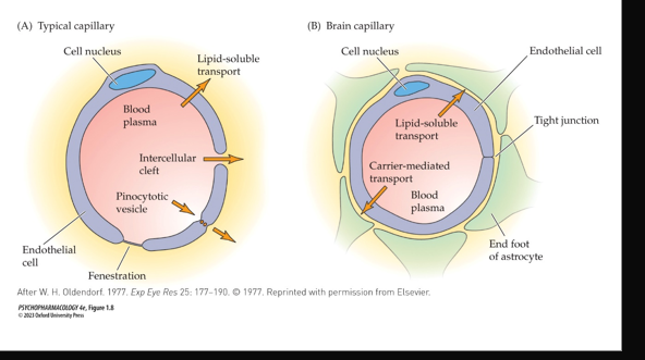 <ul><li><p>contents of CSF are stable unlike blood</p></li><li><p>only gets in if small and lipid-soluble</p></li></ul><p></p>
