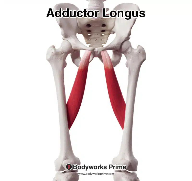 <p><span style="background-color: transparent;">Pubis / Linea aspera | Adduction; flexion</span></p>