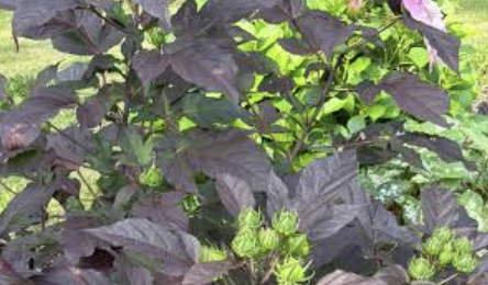 <p>large purple opposite leaves, purple stem, possible a green flower bud thing</p>