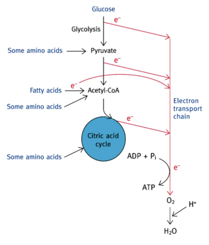 <p>pyruvate, acétyle-CoA, produits intermédiaires du cycle de Krebs. </p>