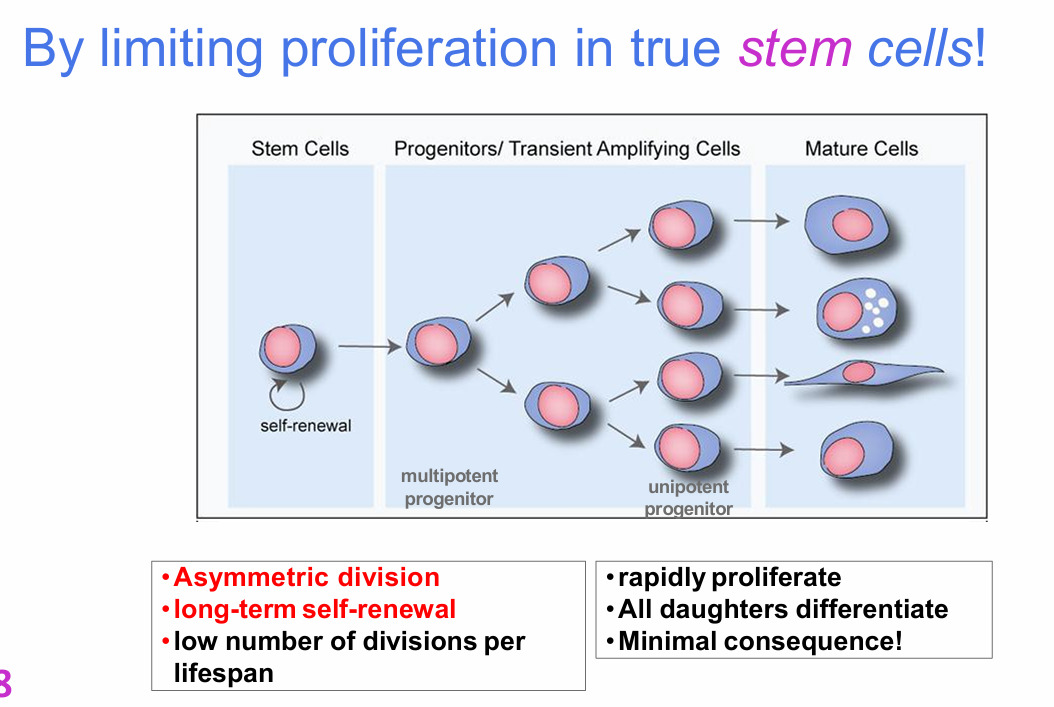 <p>How does the body protect true stem cells while still producing large numbers of replacement cells?</p>