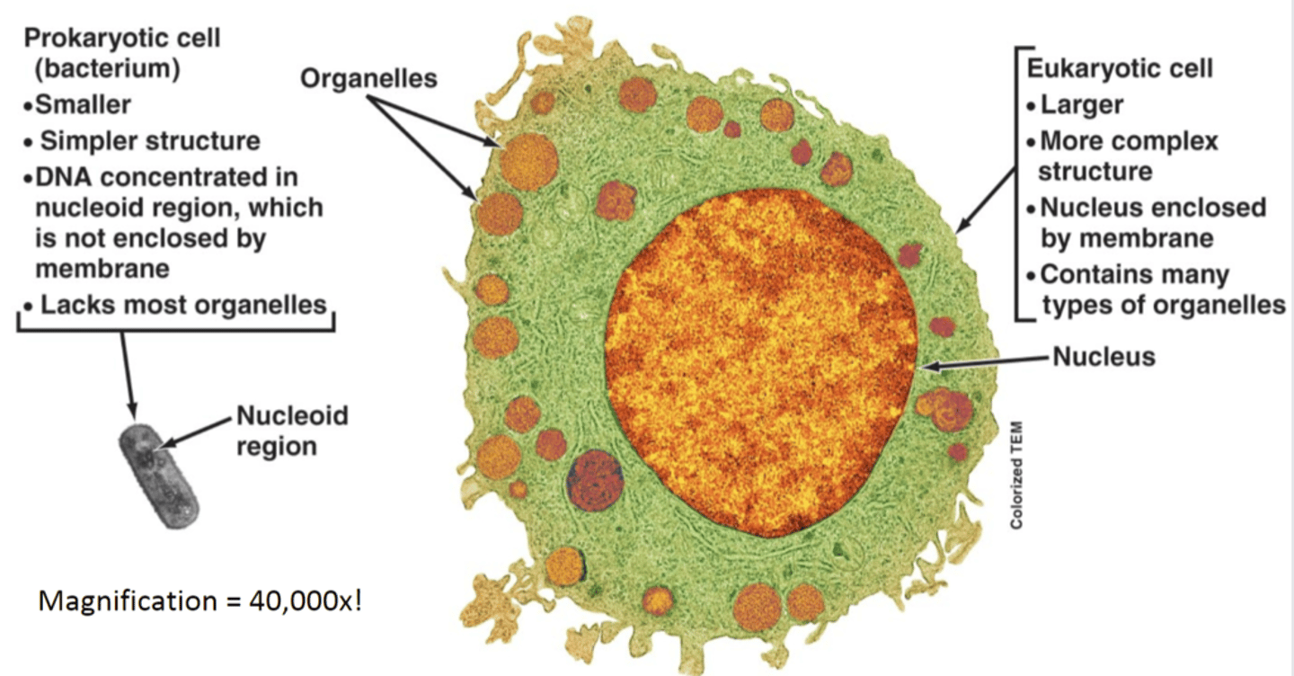 <p>different eukaryotic kingdoms, multicellular &amp; single-celled organisms</p>