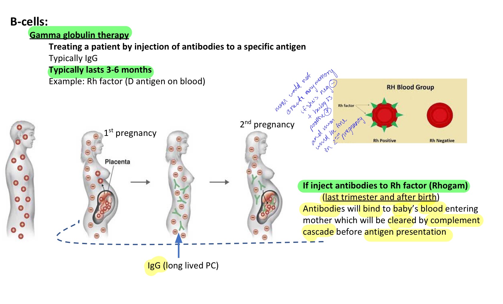 <ul><li><p>Treating a pt by injection of antibodies to a specific antigen <strong>Typically IgG → (crosses the placenta) </strong></p><ul><li><p>Ex: Rh factor (D antigen on blood) </p></li></ul></li></ul><p></p><ul><li><p><strong>If inject antibodies to Rh factor (Rhogam) </strong></p><ul><li><p>(<u>Last trimester (3 months + after birth)</u></p></li><li><p>Antibodies will bind to baby’s blood entering mother which will be <strong>cleared by complement cscade before antigen presentation. </strong></p></li></ul></li></ul><p></p><ul><li><p><strong>IgG (long lived PC) </strong></p></li></ul><p></p><p>It’s going to take 2 wks to get that immune system for the infants </p><p></p>