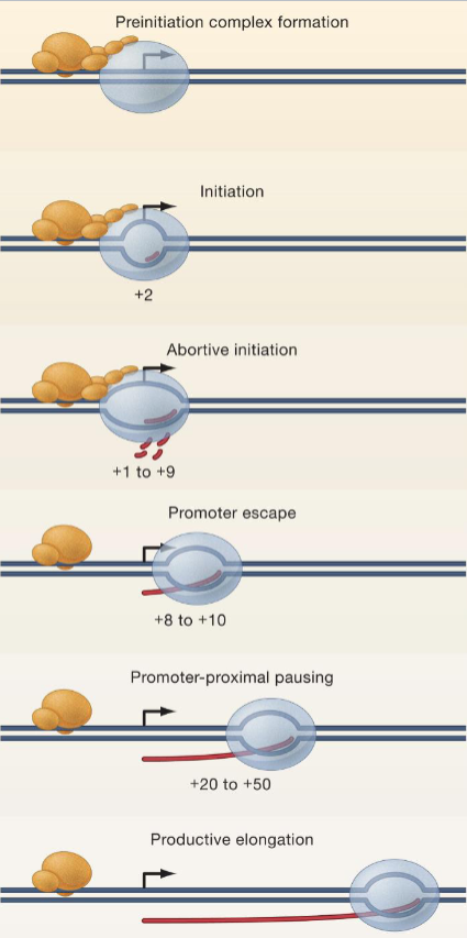<p>Shortly after promoter escape, Pol II often undergoes <strong>promoter-proximal pausing</strong>. What is this?</p>