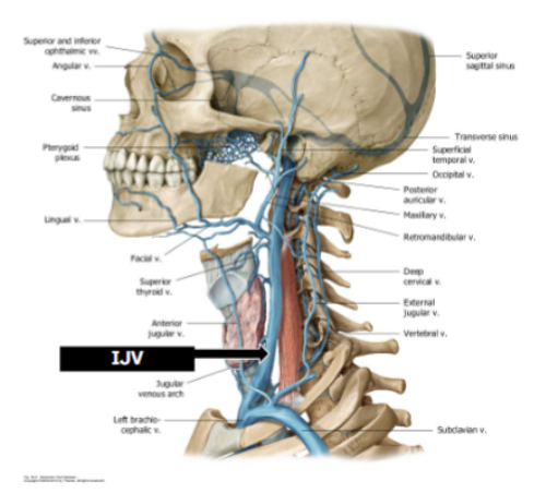 <p>Begins at jugular foramen on skull</p><p>Runs laterally within carotid sheath</p><p>Ends by joining subclavian vein to form brachiocephalic vein</p>