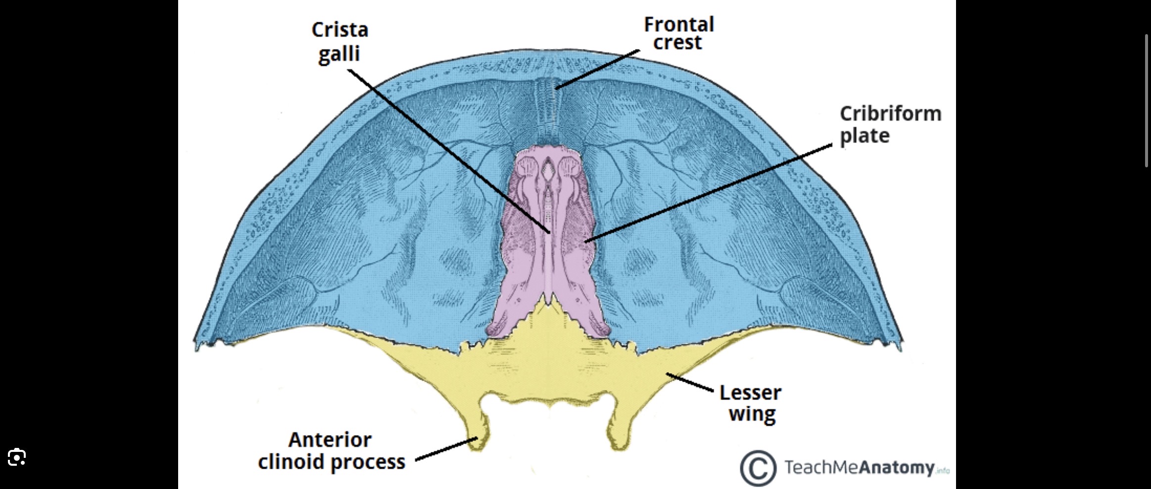 <p>Holey plate where olfactory bulbs lies</p>
