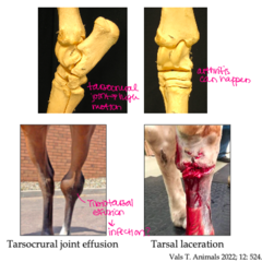 <p>- Distal tibia: Tarsocrural (tibiotarsal) joint (cochlea of distal tibia, trochlea of talus)</p><p>- Proximal row of tarsal bones: proximal intertarsal joint</p><p>- Intermediate row of tarsal bones: distal intertarsal joint</p><p>- Distal row of tarsal bones: tarsometatarsal joint</p><p>- metatarsus</p>