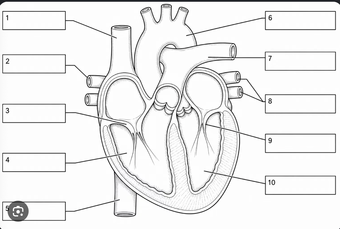 <p>Label the parts of the heart</p>