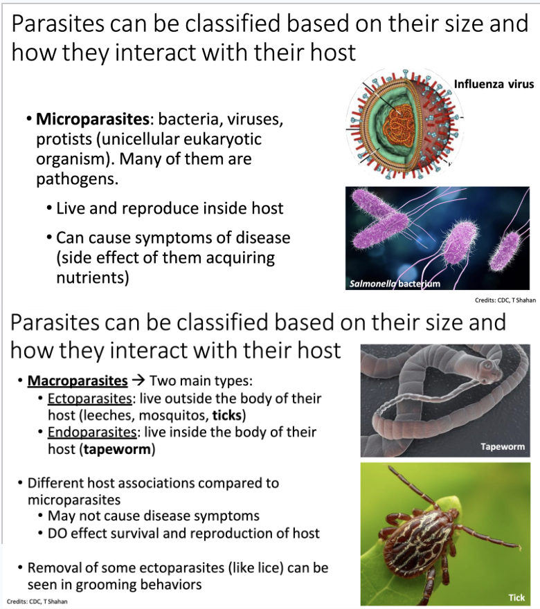<ul><li><p>Based on size and interaction with host</p><ul><li><p><strong>Microparasites</strong>: live/reproduce inside host. Can cause symptoms of disease.</p><ul><li><p>Ex: bacteria, viruses, protists.</p></li><li><p>Many microparasites are pathogens</p></li></ul></li><li><p><strong>Macroparasites</strong>: two types</p><ul><li><p><u>Ectoparasites</u>: live OUTSIDE body of host</p><ul><li><p>Ex: leeches, mosquitoes, ticks</p></li><li><p>Some removed through grooming behaviors (like lice)</p></li></ul></li><li><p><u>Endoparasites</u>: live INSIDE body of host</p><ul><li><p>Ex: tapeworm</p></li></ul></li></ul></li><li><p>How do host associations differ from microparasites?</p><ul><li><p>Macroparasites may not cause disease symptoms</p></li><li><p>Have the ability to impact survival and reproduction of host</p></li></ul></li></ul></li></ul><p></p>