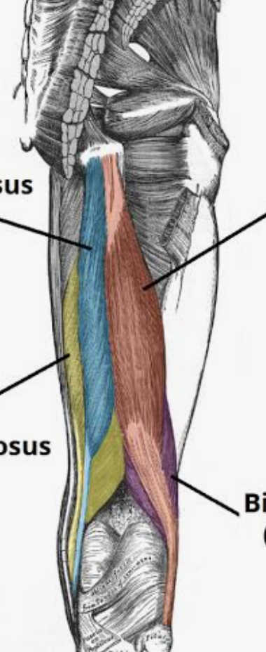 <p>Which muscle is in blue?</p>