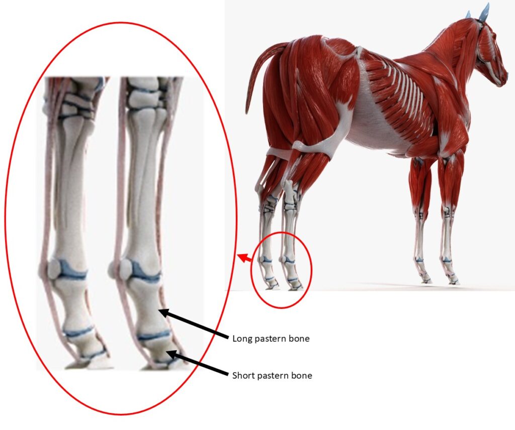 <p>Area of the proximal phalanx of hoofed animals</p>