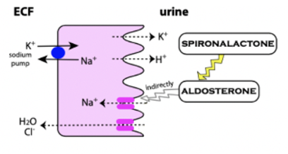 <p><u>Indication:</u> </p><ol><li><p>Combined with frusemide if refractory and severe CHF</p></li></ol><ol start="2"><li><p>Long-term management of CHF (mild diuretic)</p></li></ol><p><u>+ve:</u> No K+ washout</p><p><u>MoA:</u> Competitive aldosterone antagonist → Prevents binding in collecting duct → Increased Na+ elimination (and Cl-)</p>