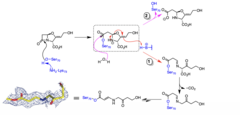 <p>active-site serine attacks clavulanate, forms covalent intermediate that can rearrange into a stable enzyme-inhibitor complex</p>