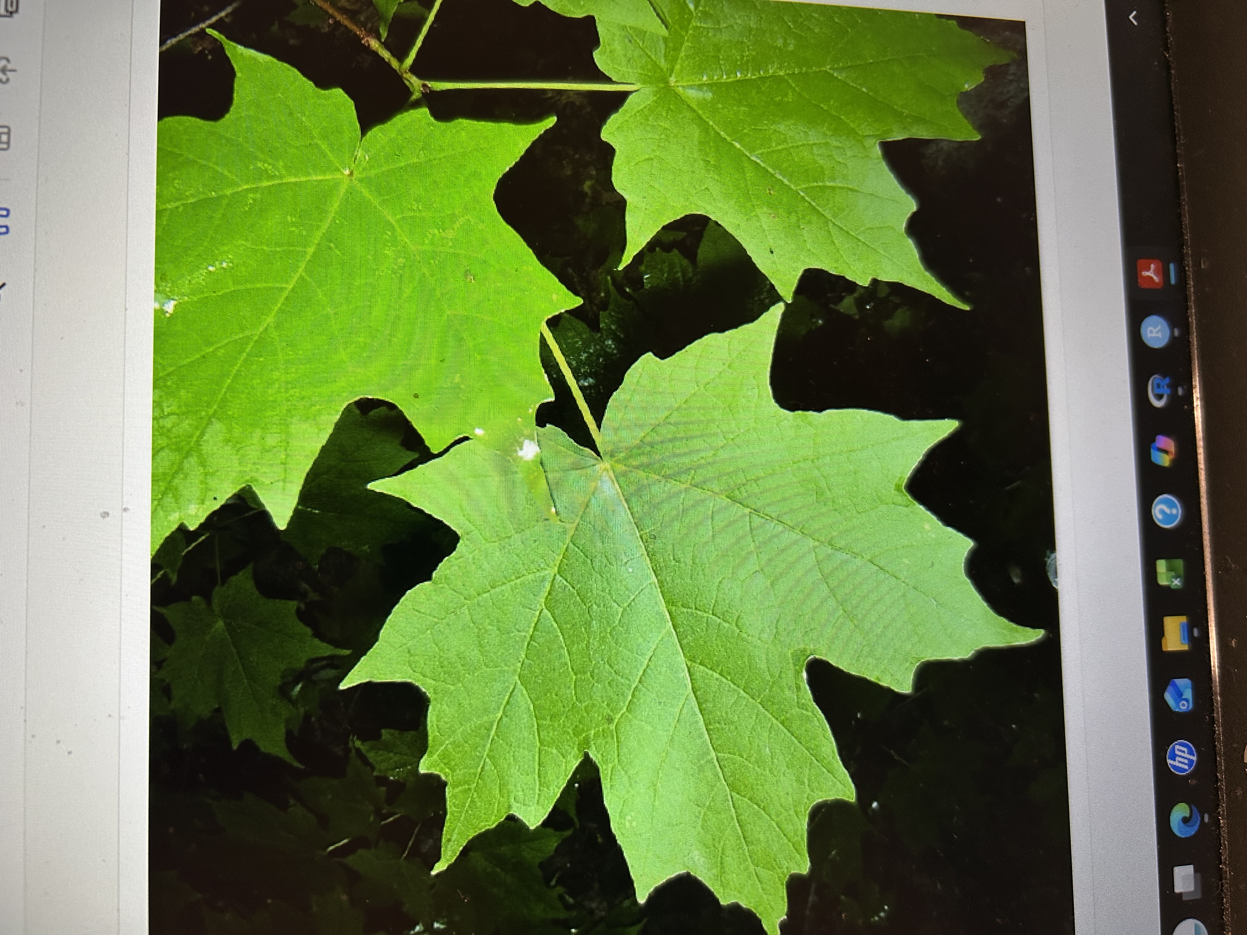 <p>Common Name: Sugar Maple </p><p>Genus: <em>Acer </em></p><p>Species: <em>saccharum </em></p><p>odd number of lobes (5 is most common), sharper than black maples at the bottom </p>