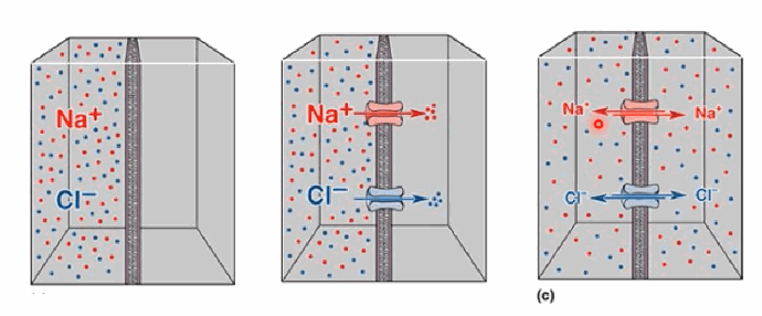 <p>The concentration gradient across the membrane, and the electrical field across the membrane (assuming, in these diagrams, that water itself moves freely).</p>