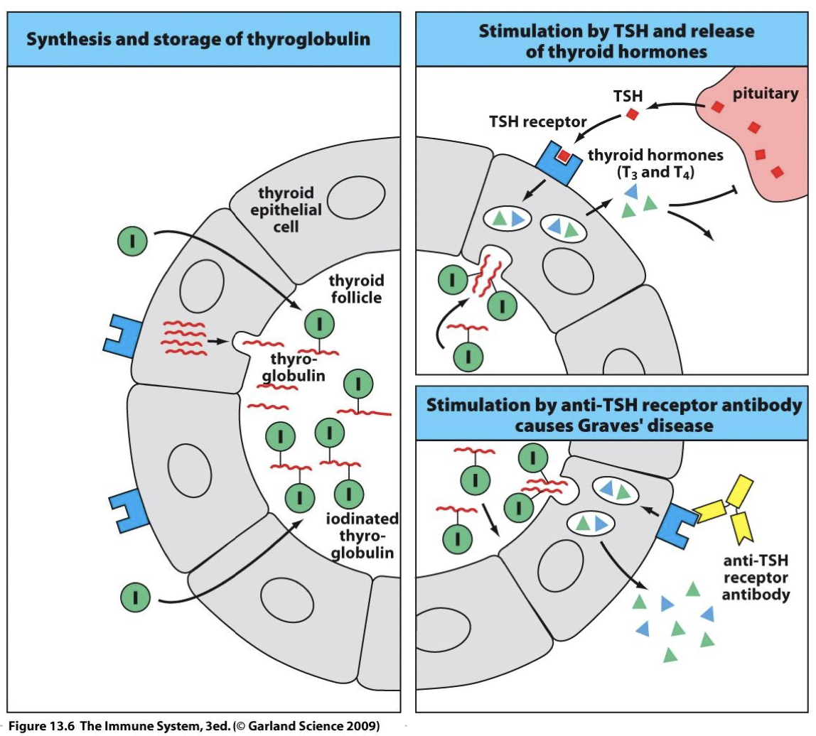 <p>auto antibody binds auto-Ag (TSH receptor) causing constant production of T3 &amp; T4 that’s independent from pituitary signals leading to hyperthyroidism </p>