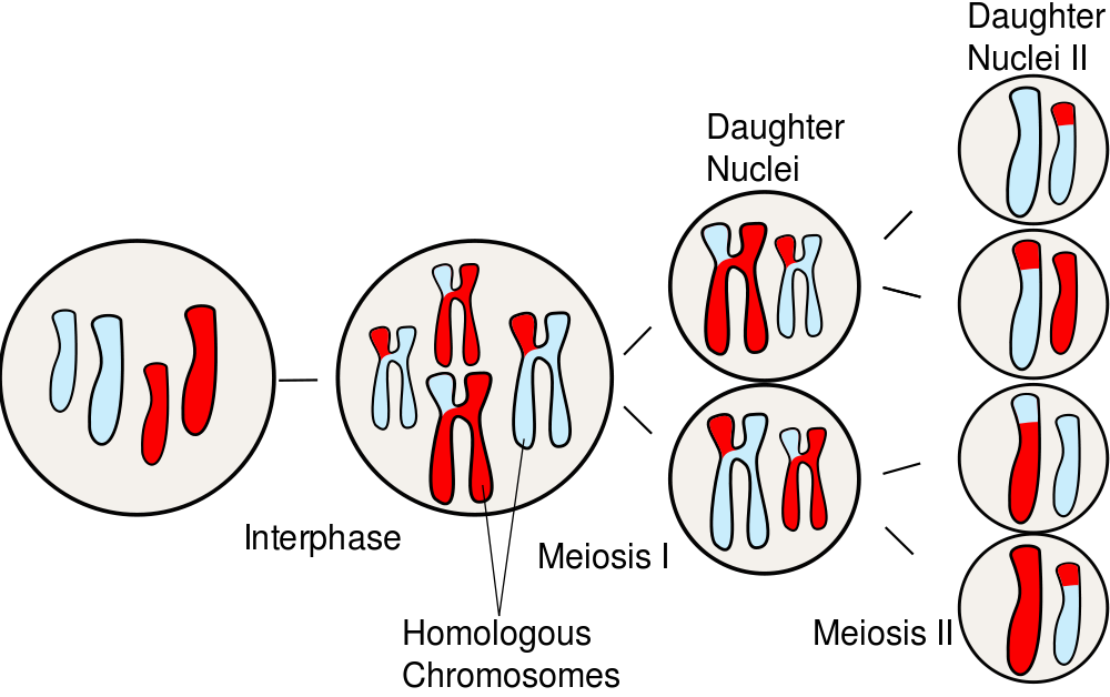 <p>From 1 parent cell there are 4 daughter cells</p>
