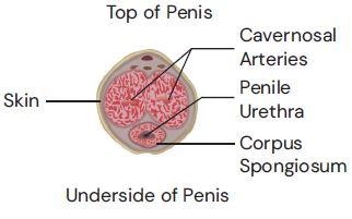 <p>Also fills with blood during arousal causing an erection but remains spongy and soft to keep urethra open for ejaculation </p>