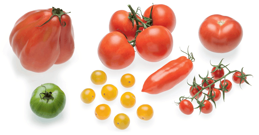 <p>Tomatoes / Tomates</p>
