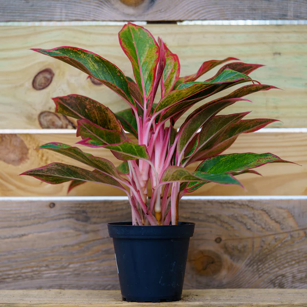 <p>Aglaonema commutatum</p>