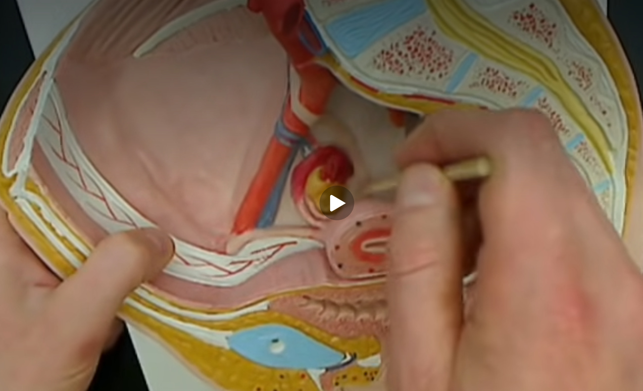 <p> connects to the uterus to pelvic wall</p>