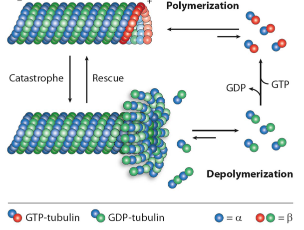 <p>Microtubules </p>