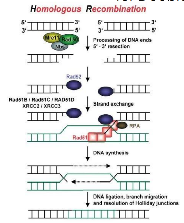 <ol><li><p>“Tailoring the ends of the DNA breaks to create a 3’ overhand of single-stranded DNA</p></li><li><p>Holliday Junction(s) formation and strand invasion</p></li><li><p>Branch migration (and patch DNA polymerization)</p></li><li><p>Resolving the Holliday Junctions</p></li></ol><p></p>