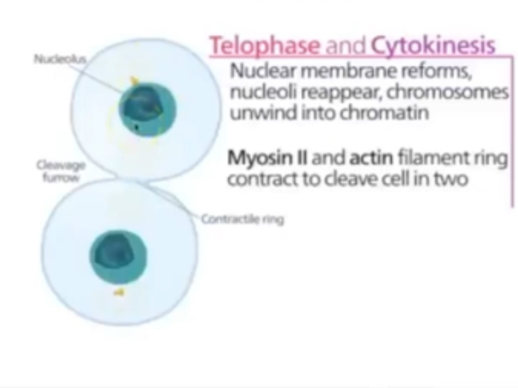 <p>Chromosomes are now at each pole of the cell and become longer and thinner again </p><p>Spindle fibres disintegrate and nuclear membrane reforms </p>