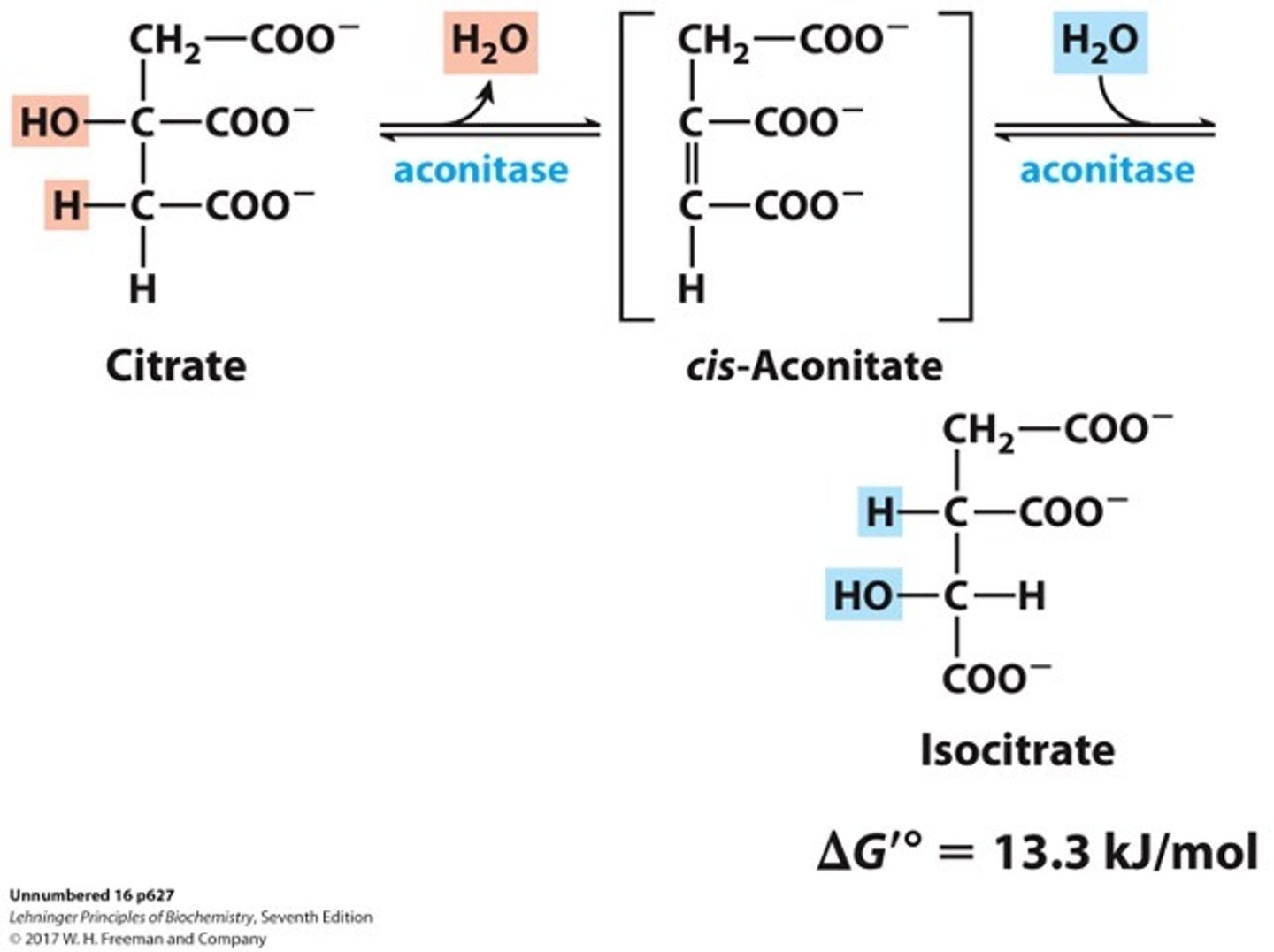 <p>citrate converted to isocitrate by aconitase</p><p>REVERSIBLE</p>