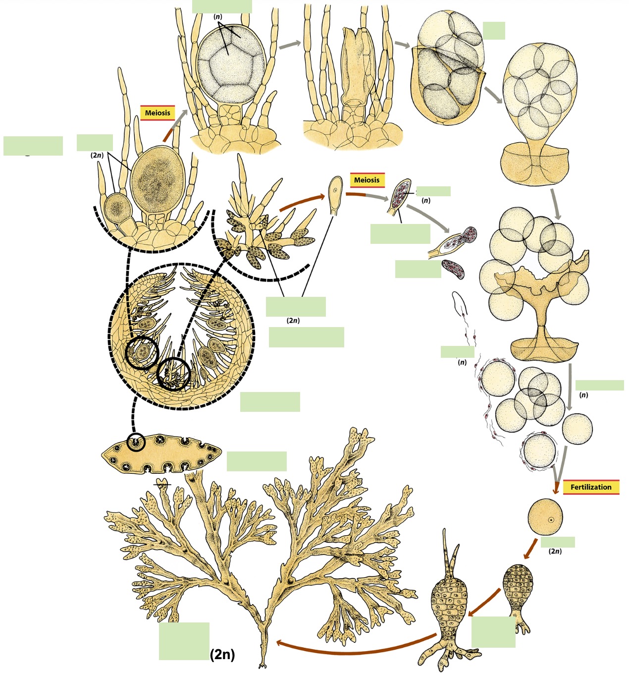 <p>Fill in the blanks of the life cycle of Fucus brown algae (phylum Phaeophyta).</p>