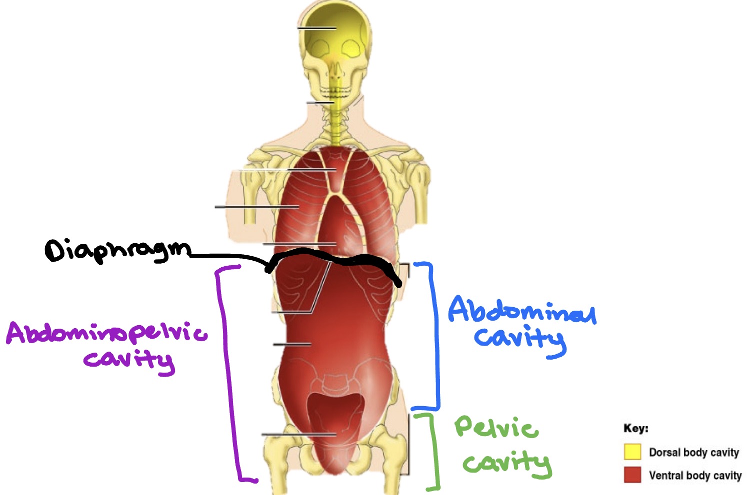 <p>(Diaphragm splits thoracic and abdominopelvic cavities)</p><ul><li><p><strong>Abdominopelvic cavity</strong></p><ul><li><p><strong>Abdominal cavity</strong> → stomach, spleen, liver, gallbladder, small intestine, most of large intestine</p></li><li><p><strong>Pelvic cavity</strong> → portions of large intestine, urinary bladder, internal reproductive organs</p></li></ul></li></ul><p></p>
