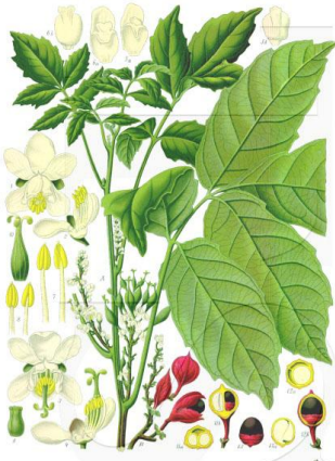 <p>What is this plant? What kind of plant is it (how does it grow: bush, tree, etc.)? What part of the plant has the relevant compound we discussed? What is the compound?</p>