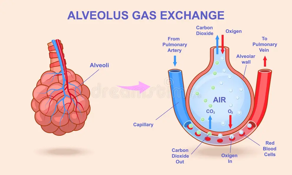<ul><li><p>Vo<sub>2</sub> max - the maximum amount of oxygen the body can uptake, transport and utilise per minute. % of Vo2 max gives best measure of exercise intensity</p></li><li><p>diffusion - CO<sub>2</sub> waste product is removed and O<sub>2</sub> is added in gaseous exchange between the alveoli (respiratory system) and capillary (cardiovascular system) → capillary leads to pulmonary vein which leads to heart → blood pumped to body where muscles produce energy. (diagram above)</p></li><li><p>diffusion - occurs when molecules move from an area of high concentration to an area of low concentration</p></li></ul><p></p>